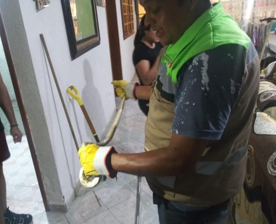 Altas temperaturas incrementa reportes de víboras en viviendas de Soledad