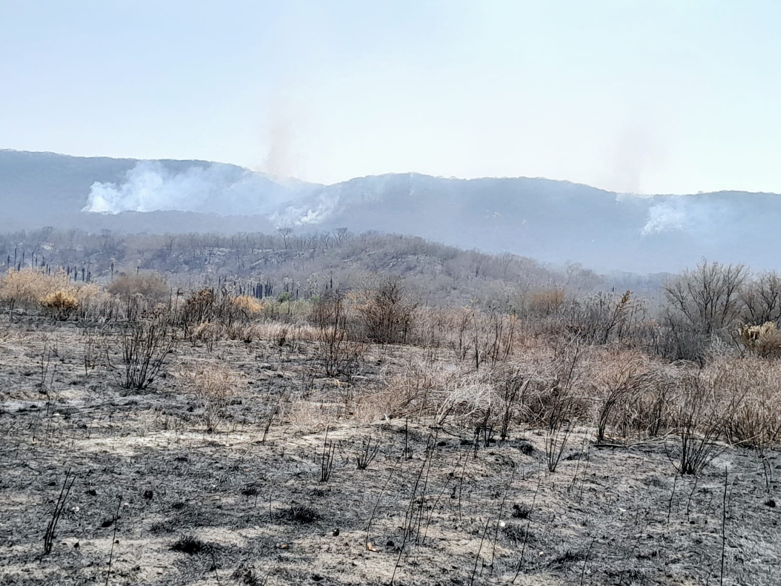 Incendio forestal afecta a Ciudad Valles