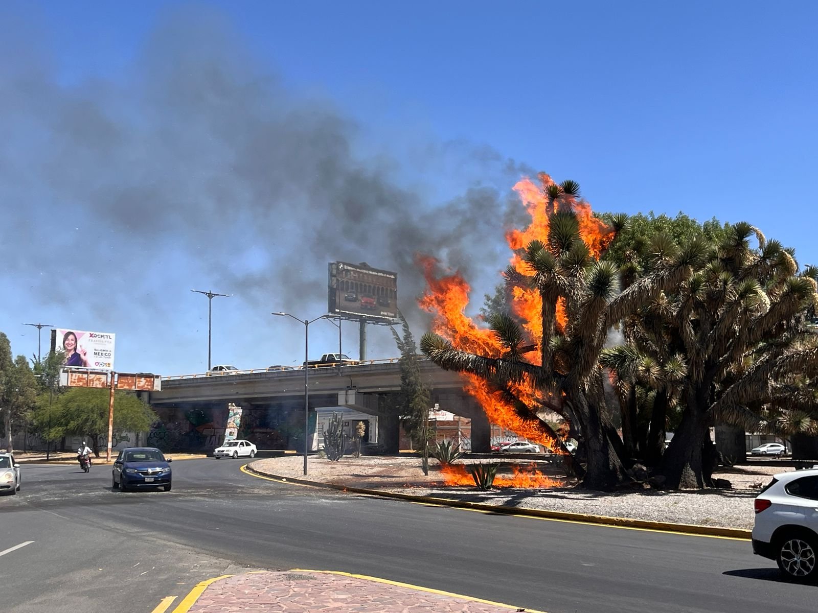Reportan incendio en palmera de Mariano Jiménez
