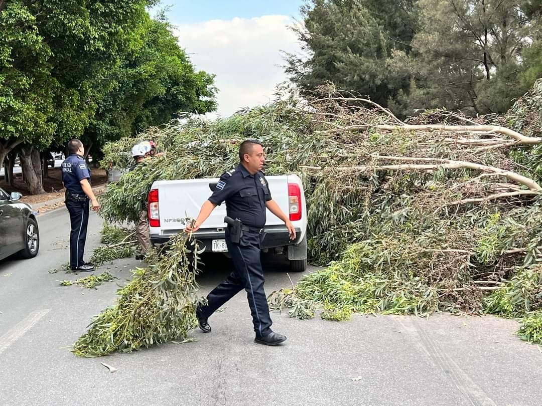 Atiende Soledad reportes por caída de árboles tras fuerte viento