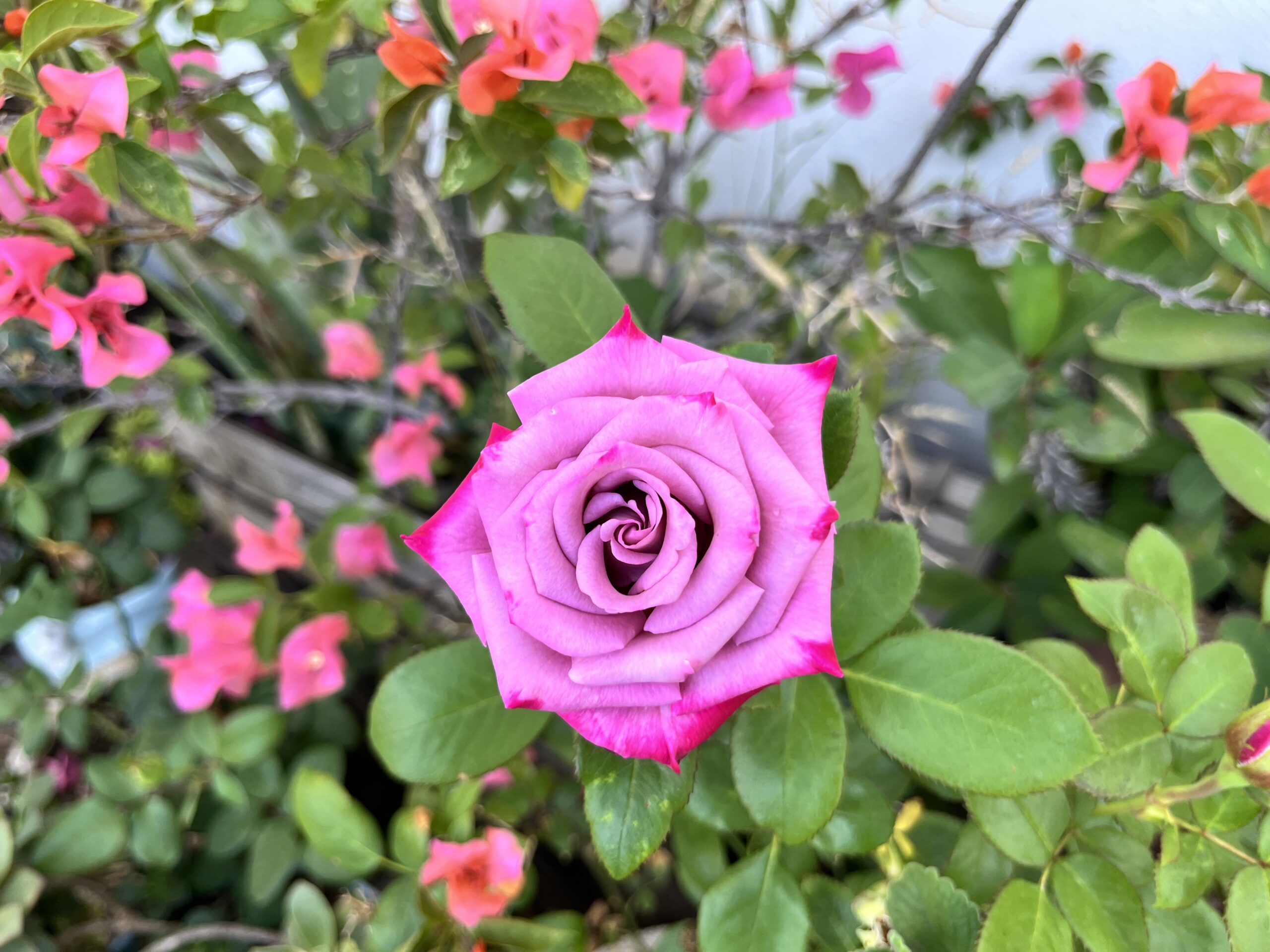 Más de 15 mil visitantes espera Soledad por Festival de las Flores