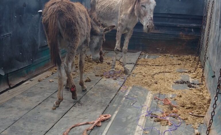 Rescatan a dos burros abandonados en la colonia Satélite
