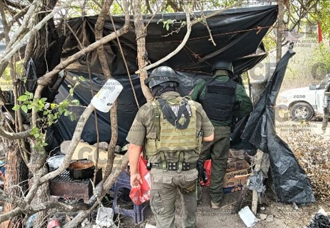 Desmantelan narcocampamentos en diversos municipios del estado