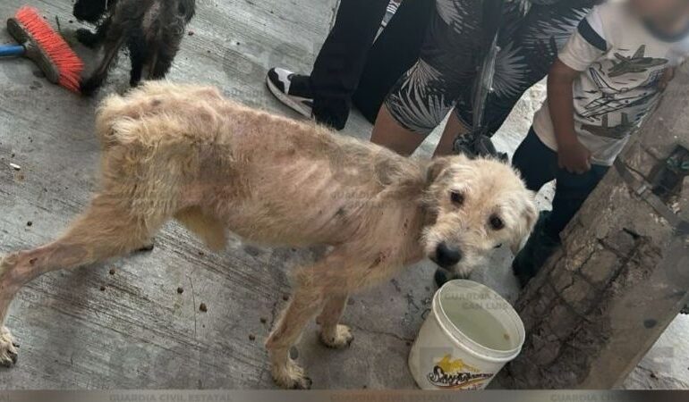 GCE y vecinos de Valle de Jacarandas rescatan a 17 perros en malas condiciones