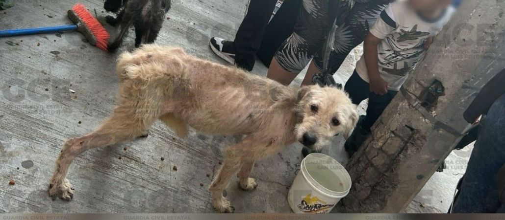 GCE y vecinos de Valle de Jacarandas rescatan a 17 perros en malas condiciones