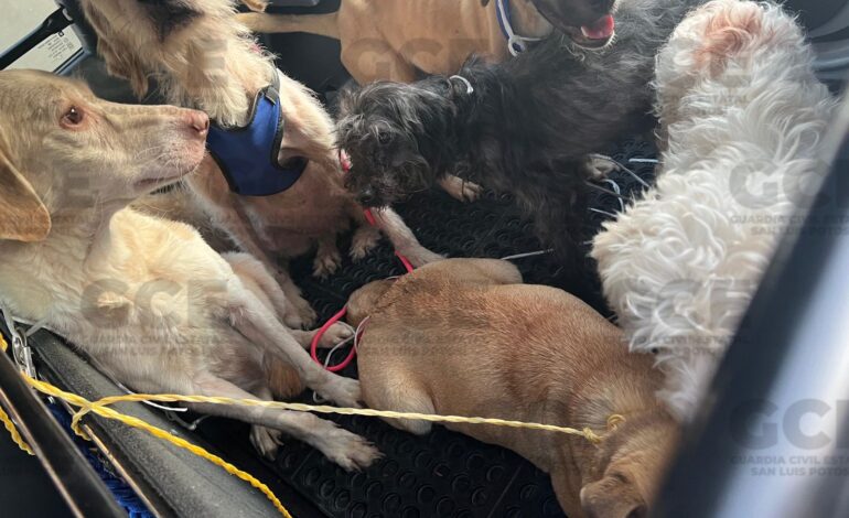 GCE rescata a 18 perros en estado de desnutrición