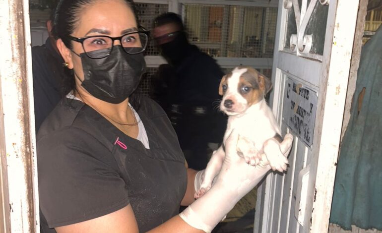 Rescatan a 27 perros víctimas de maltrato en Colonia División del Norte