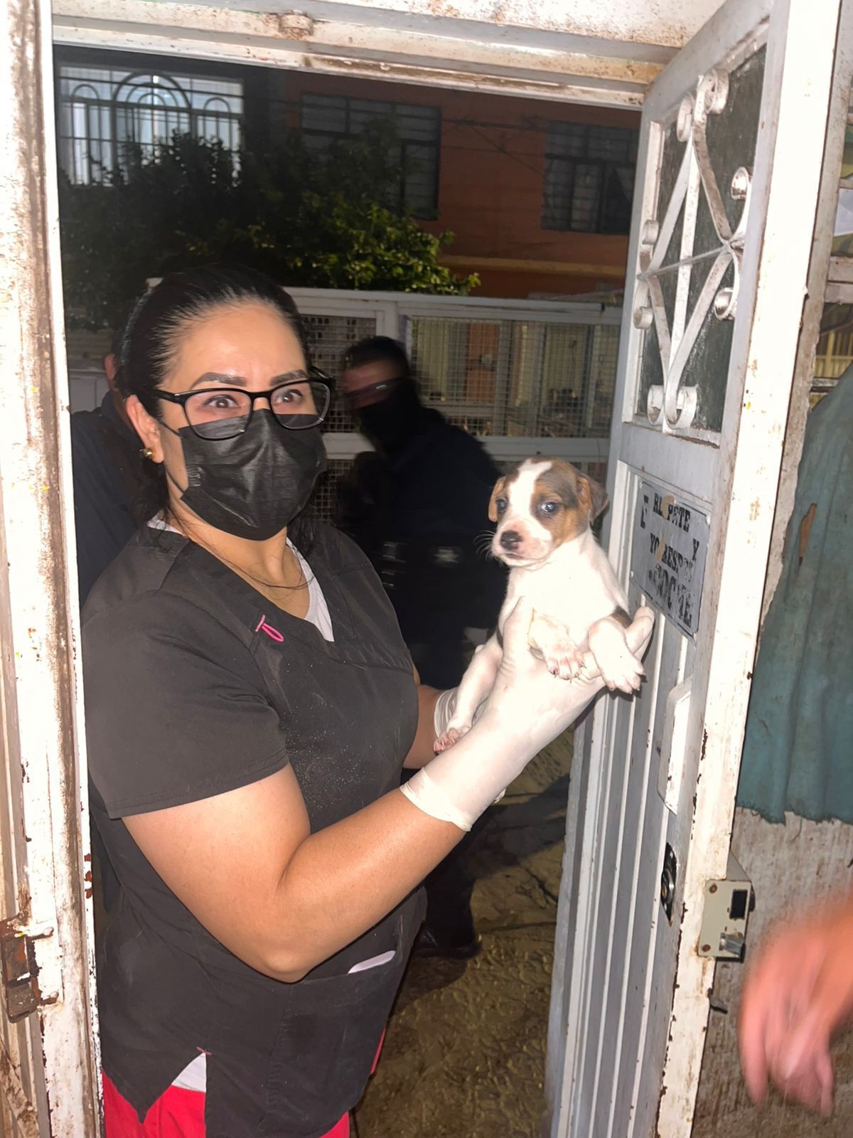Rescatan a 27 perros víctimas de maltrato en Colonia División del Norte