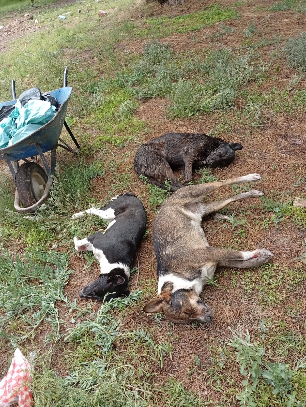 Denuncian envenenamiento masivo de perros en Salinas