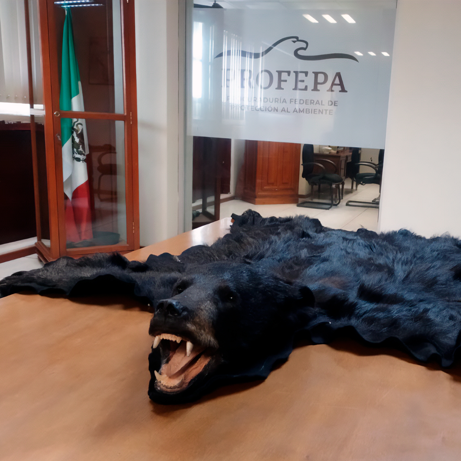 Profepa asegura una piel de oso negro, especie en peligro de extinción