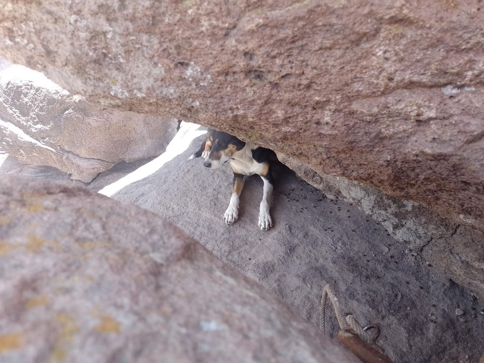 Rescatan a perro atrapado en la Sierra de San Miguelito