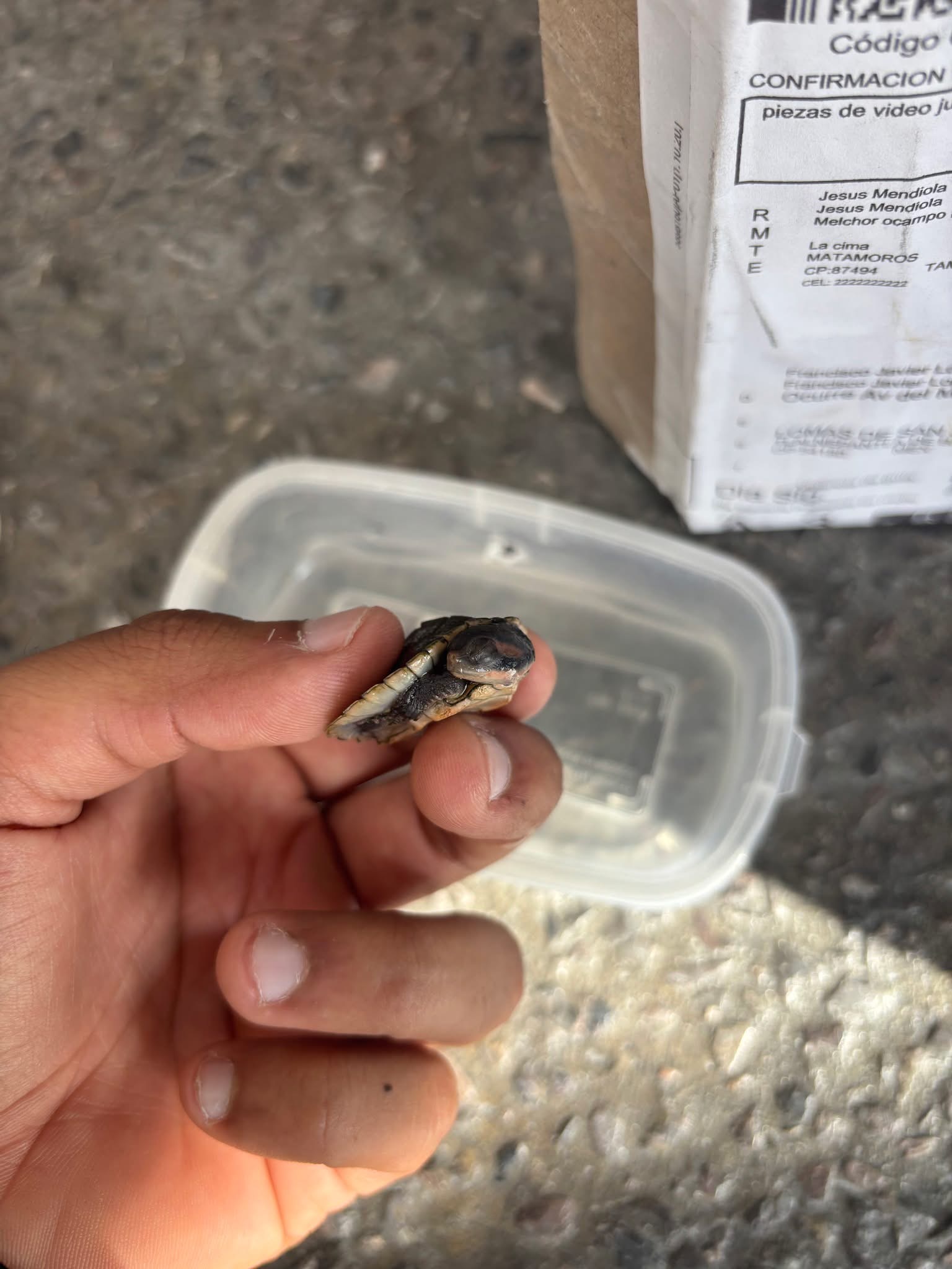 Profepa asegura flora y fauna en paquetería de SLP