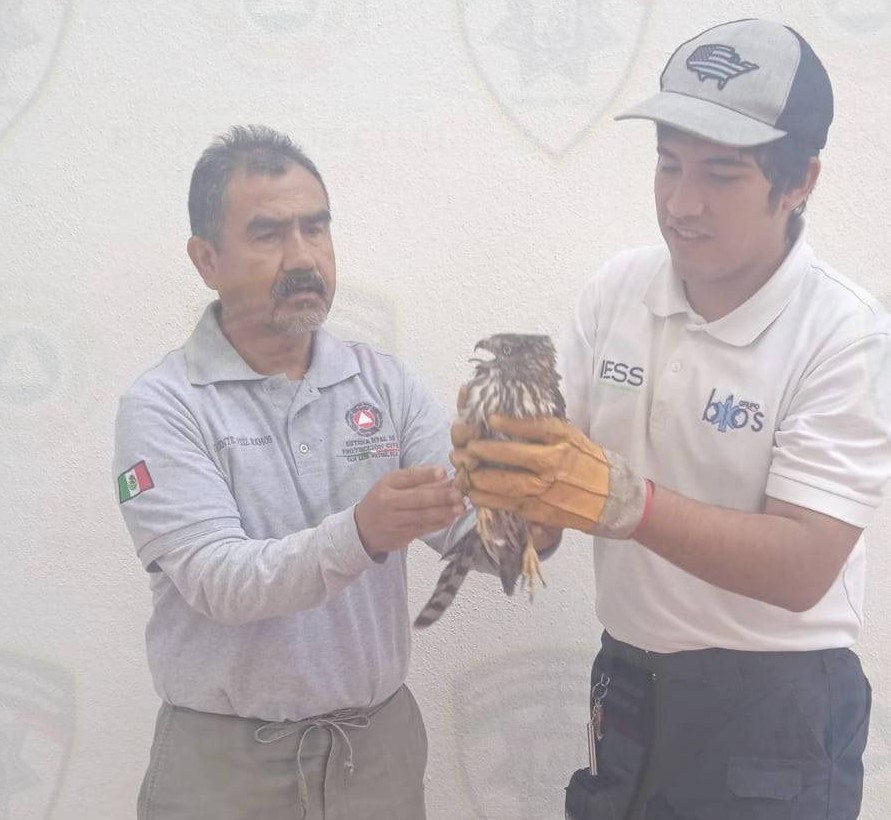 Rescatan aguililla atrapada en iglesia de San José