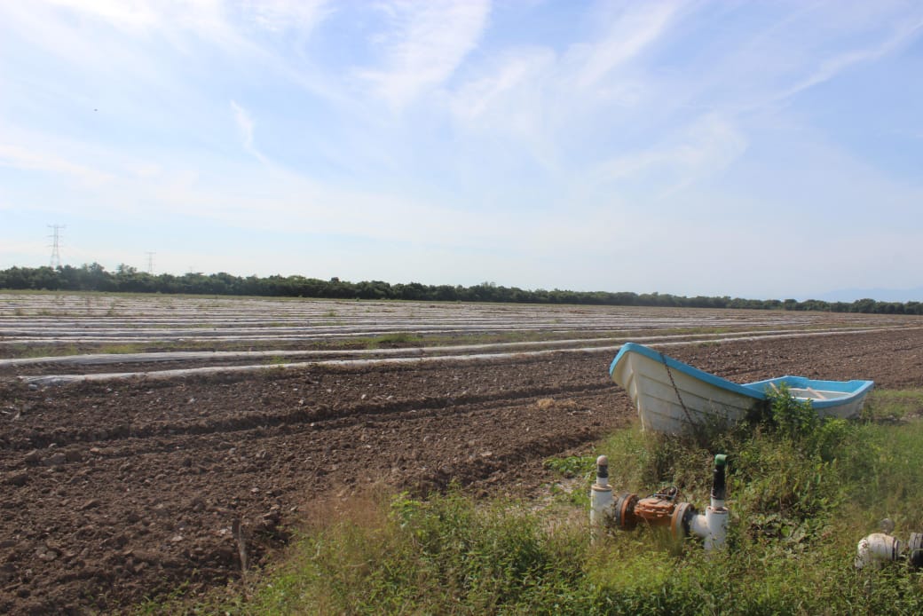 20 mil hectáreas dañadas de cultivo en la Huasteca por las inundaciones