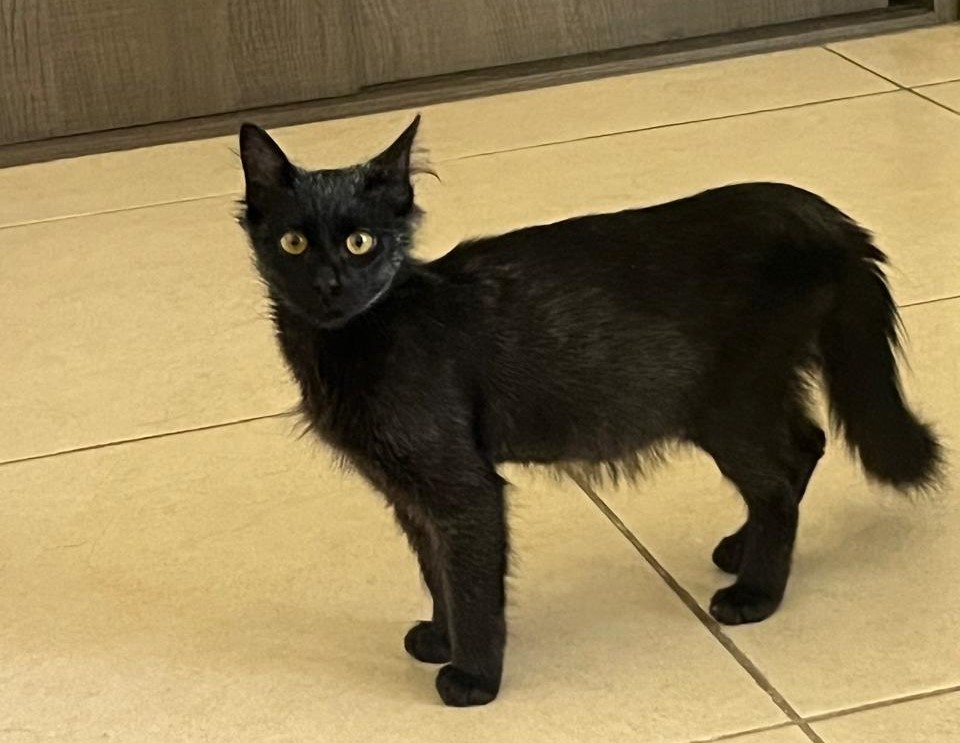 Asociación civil une dos acciones: reciclar y apoyar a los animales en SLP