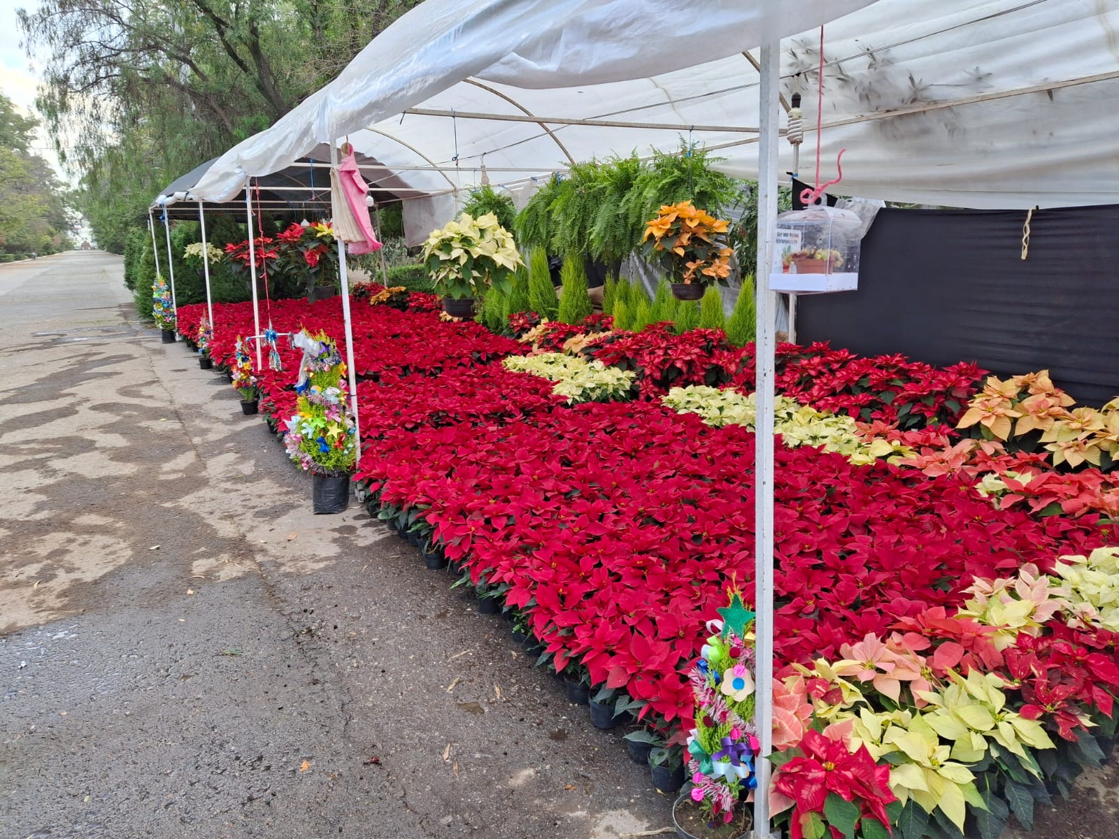 Expo Navideña ofrece grandes decoraciones para tu casa u oficina