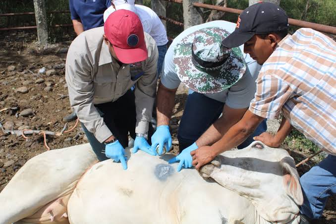 Suman dos casos detectados de gusano barrenador en ganado de SLP