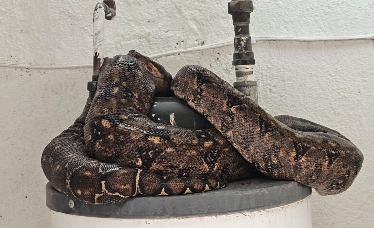 Rescatan a serpiente pitón en vivienda de la Colonia B. Anaya