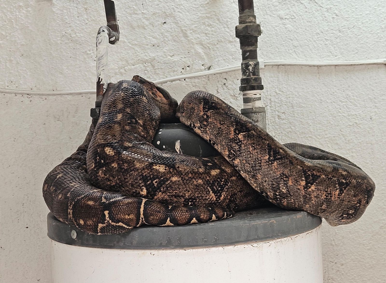 Rescatan a serpiente pitón en vivienda de la Colonia B. Anaya