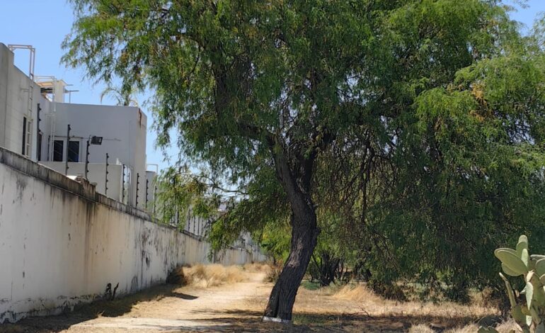 Bosque Urbano solicita a la FAO retire reconocimiento ciudad árbol a San Luis Potosí