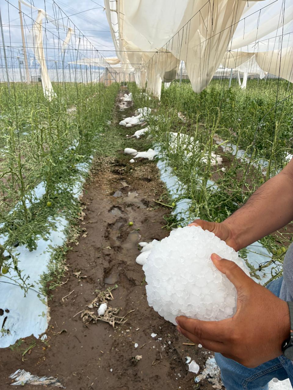 Granizada deja daños en mil 500 hectáreas de cultivos en la capital y Villa de Arista