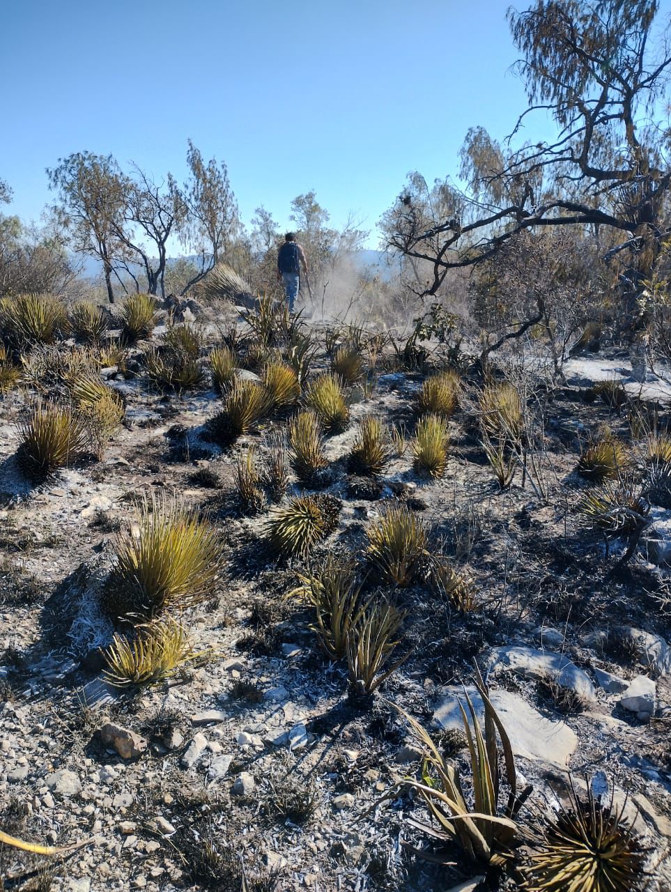 22 mil hectáreas dañadas por incendios forestales en SLP