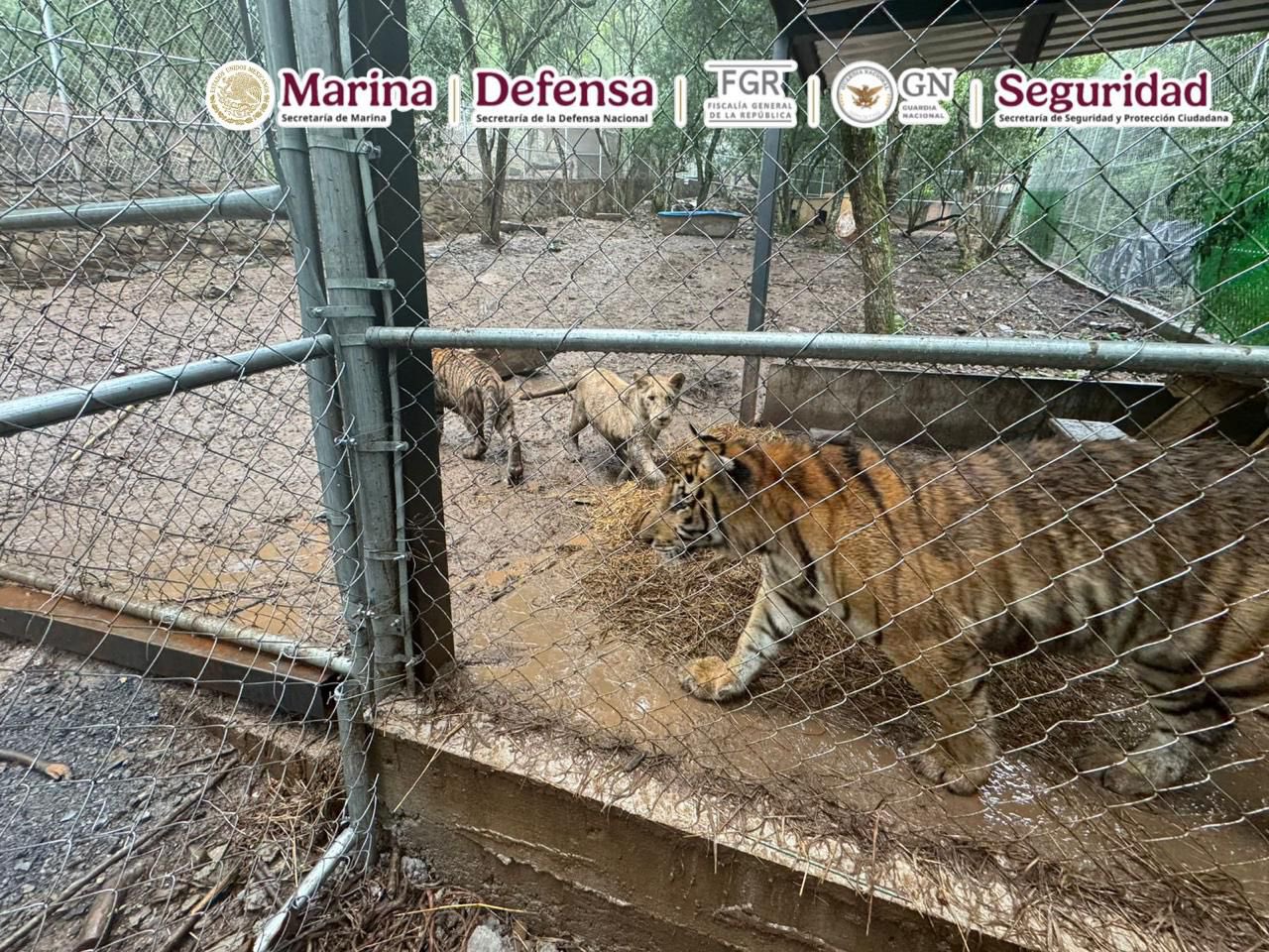 Aseguran en NL armamento, droga y ¡7 tigres!