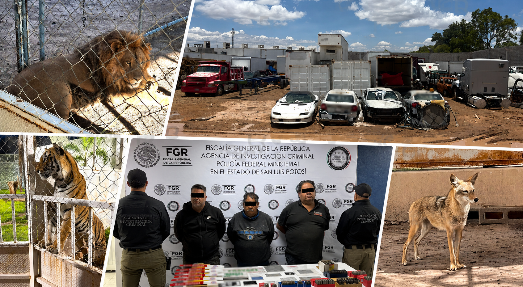 Detienen a tres en Los Gómez con vehículos y neumáticos robados, así como animales exótico