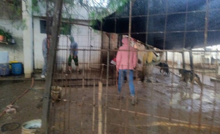 Investigan presunto caso de maltrato animal en Fracción Milpillas