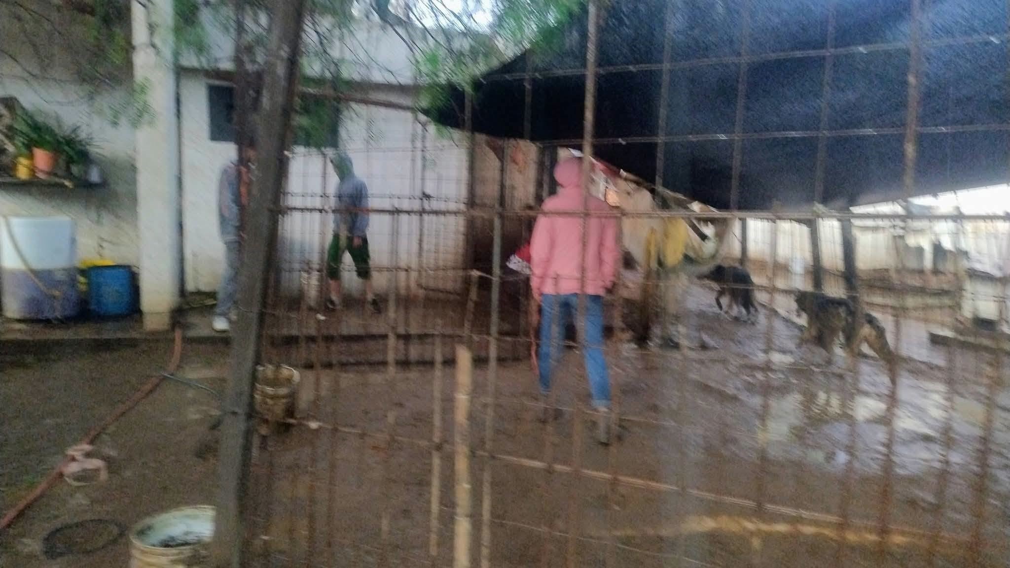 Investigan presunto caso de maltrato animal en Fracción Milpillas