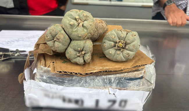 Decomisan plantas de peyote en paquetería de SLP
